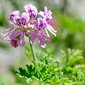 shutterstock_449531263 2 1170x775 shutterstock_449531263 2 1170x775